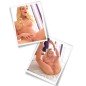 EXTREME TOYZ - PIPEDREAM FLIP ME OVER MASTURBADOR EXTREME TOYZ - PIPEDREAM FLIP ME OVER MASTURBADOR
