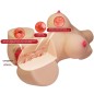 CRAZY BULL - EMMA REALISTISCHER WEIBLICHER TORSO VAGINA UND ANAL 4,8 KG CRAZY BULL - EMMA REALISTISCHER WEIBLICHER TORSO VAGINA UND ANAL 4,8 KG